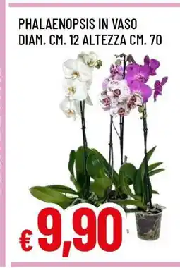 Famila Phalaenopsis in Vaso offerta