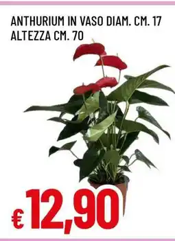 Famila ANTHURIUM IN VASO offerta