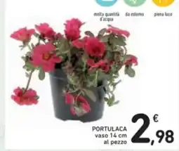 Portulaca vaso al pezzo