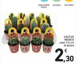 Cactus mexico vaso al pezzo