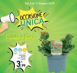 Spazio Conad Setosa vaso al pezzo echeveria offerta