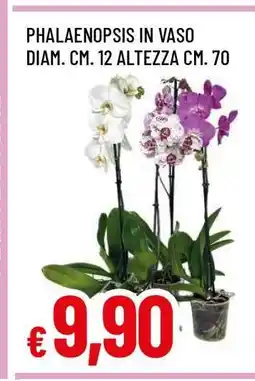 Famila Phalaenopsis in Vaso offerta