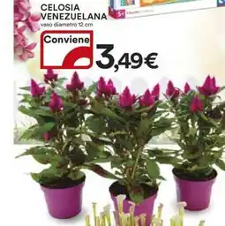 Coop CELOSIA VENEZUELANA offerta
