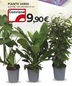 Coop Piante verdi offerta