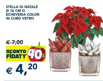 Esselunga Stella di natale 16 cm o echeveria color in cubo vetro offerta