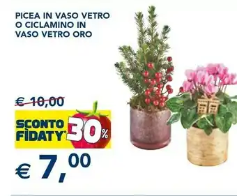 Esselunga Picea in vaso vetro o ciclamino in vaso vetro oro offerta