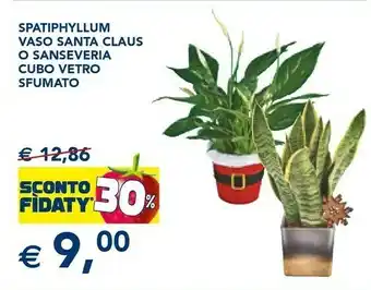 Esselunga Spatiphyllum vaso santa claus o sanseveria cubo vetro sfumato offerta