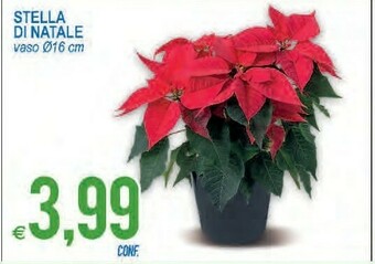 MD Discount Stella di natale offerta