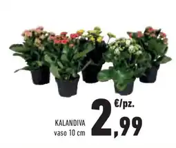 Conad Superstore Kalandiva vaso offerta
