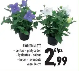 Conad Superstore Fiorito misto -pentas - platycodon offerta