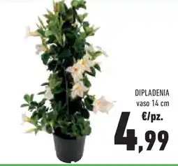 Dipladenia