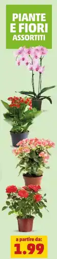 PENNY Piante e fiori assortiti offerta