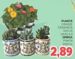 Eté Piante grasse ceramica sicilia vaso 5,5 zinnia pianta offerta