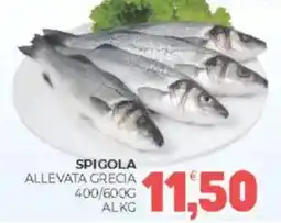 Spigola allevata grecia