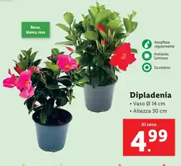 Lidl Dipladenia offerta