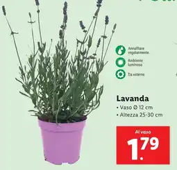 Lidl Lavanda offerta