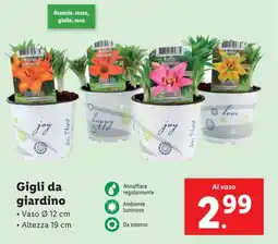 Lidl Gigli da giardino offerta