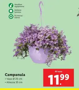 Lidl Campanula offerta