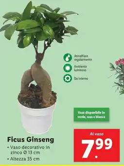 Lidl Ficus Ginseng offerta