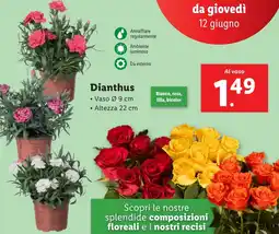 Lidl Dianthus offerta