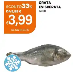 Ekom Orata eviscerata offerta