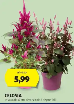 ALDI Celosia offerta