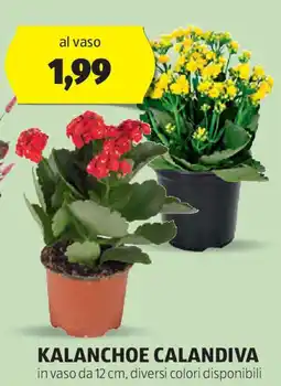 ALDI Kalanchoe calandiva offerta