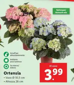 Lidl Ortensia offerta