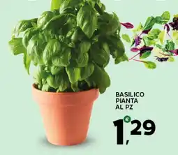 Extra Supermercati Basilico pianta offerta