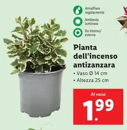 Lidl Pianta dell'incenso antizanzara offerta