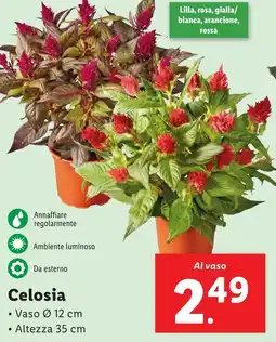 Lidl Celosia offerta