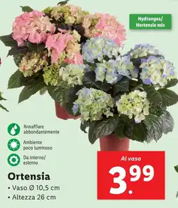 Lidl Ortensia offerta