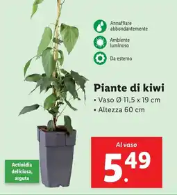 Lidl Piante di kiwi offerta