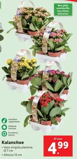 Lidl Kalanchoe offerta