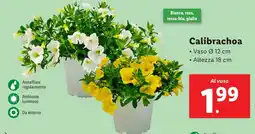 Lidl Calibrachoa offerta