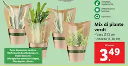 Lidl Mix di piante verdi offerta