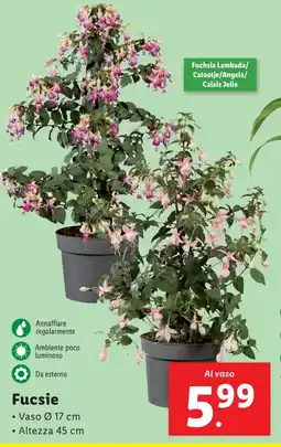 Lidl Fucsie offerta