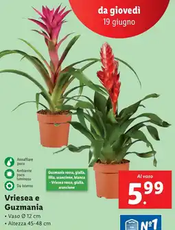 Lidl Vriesea e 9 Guzmania offerta