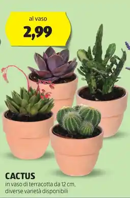 ALDI Cactus offerta