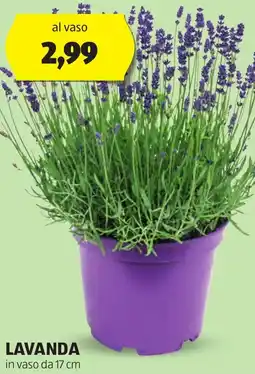 ALDI Lavanda offerta