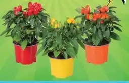 Spazio Conad Pianta di peperoncino offerta