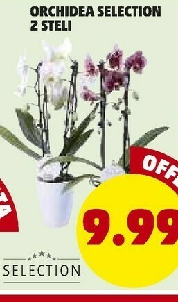 PENNY Piante offerta