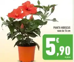 Conad Pianta hibiscus offerta