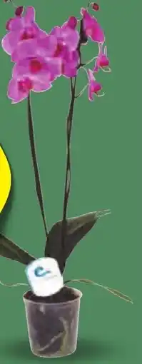 ALDI Orchidea offerta