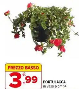 Iperal Portulacca offerta