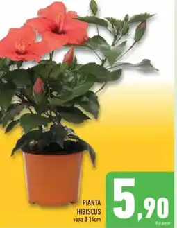 Conad Pianta hibiscus offerta