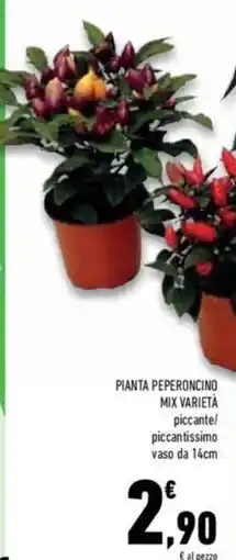Conad Mix varietà pianta peperoncino offerta