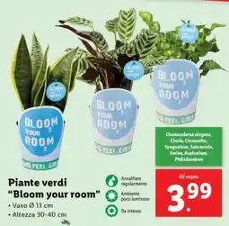 Lidl Piante verdi Bloom your room offerta