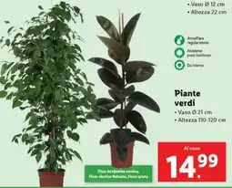 Piante verdi