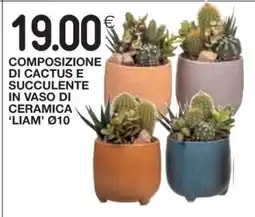 Coop Composizione di cactus e succulente offerta